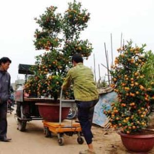 Xe nâng cây cảnh được sử dụng tại vườn mai hiện nay