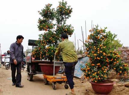 Xe nâng cây cảnh được sử dụng tại vườn mai hiện nay